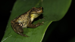 Dendropsophus columbianus