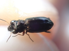 Notiophilus rufipes