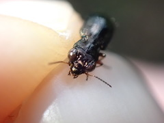 Notiophilus rufipes