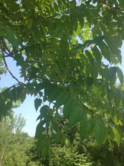 Ailanthus altissima
