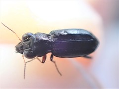 Notiophilus rufipes