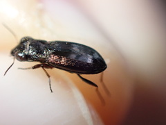 Notiophilus rufipes