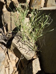 Pombalia verticillata