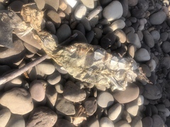 Acipenser fulvescens