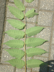 Ailanthus altissima