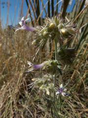 Ipomopsis multiflora