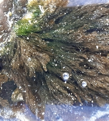 Cladophora rupestris