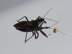 Apiomerus longispinis