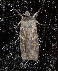Lithophane laticinerea