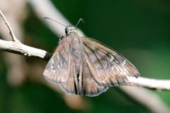 Ephyriades brunnea