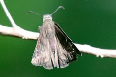 Ephyriades brunnea