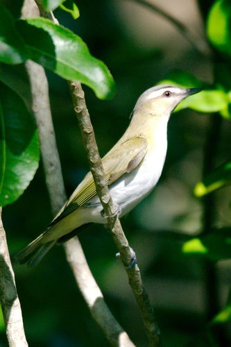 Vireo ojirrojo (Vireo olivaceus)