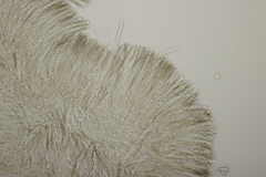 Bryoscyphus phascoides