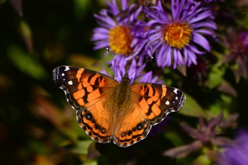 American Lady, Vermont, US, photo 7 of 10