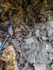 Plethodon electromorphus