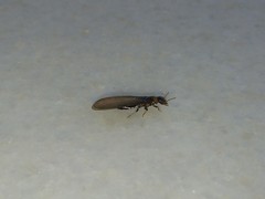 Kalotermes flavicollis