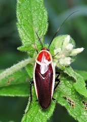 Pseudomops septentrionalis