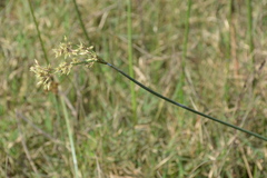 Cyperus articulatus
