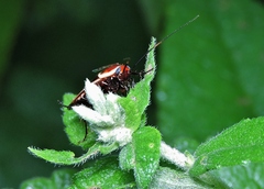 Pseudomops septentrionalis