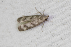 Dichomeris inversella