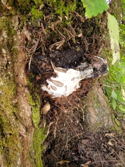 Fungi