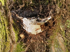 Fungi
