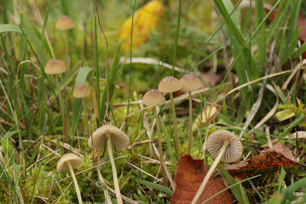 Brownedge Bonnet