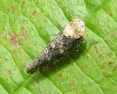 Paraphlepsius collitus