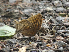 Consul excellens genini