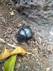 Dichotomius carolinus