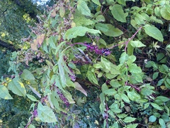Phytolacca americana