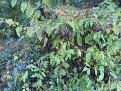 Phytolacca americana