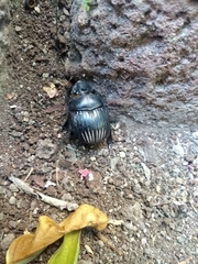 Dichotomius carolinus