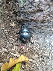 Dichotomius carolinus