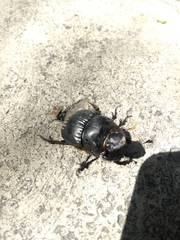 Dichotomius carolinus