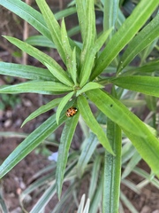 Harmonia axyridis