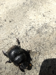 Dichotomius carolinus