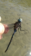 Aeshna interrupta interrupta