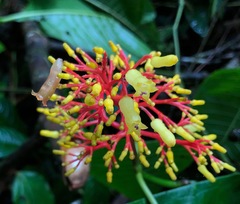 Palicourea padifolia