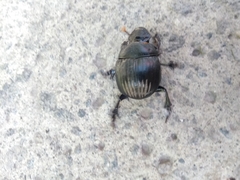 Dichotomius carolinus