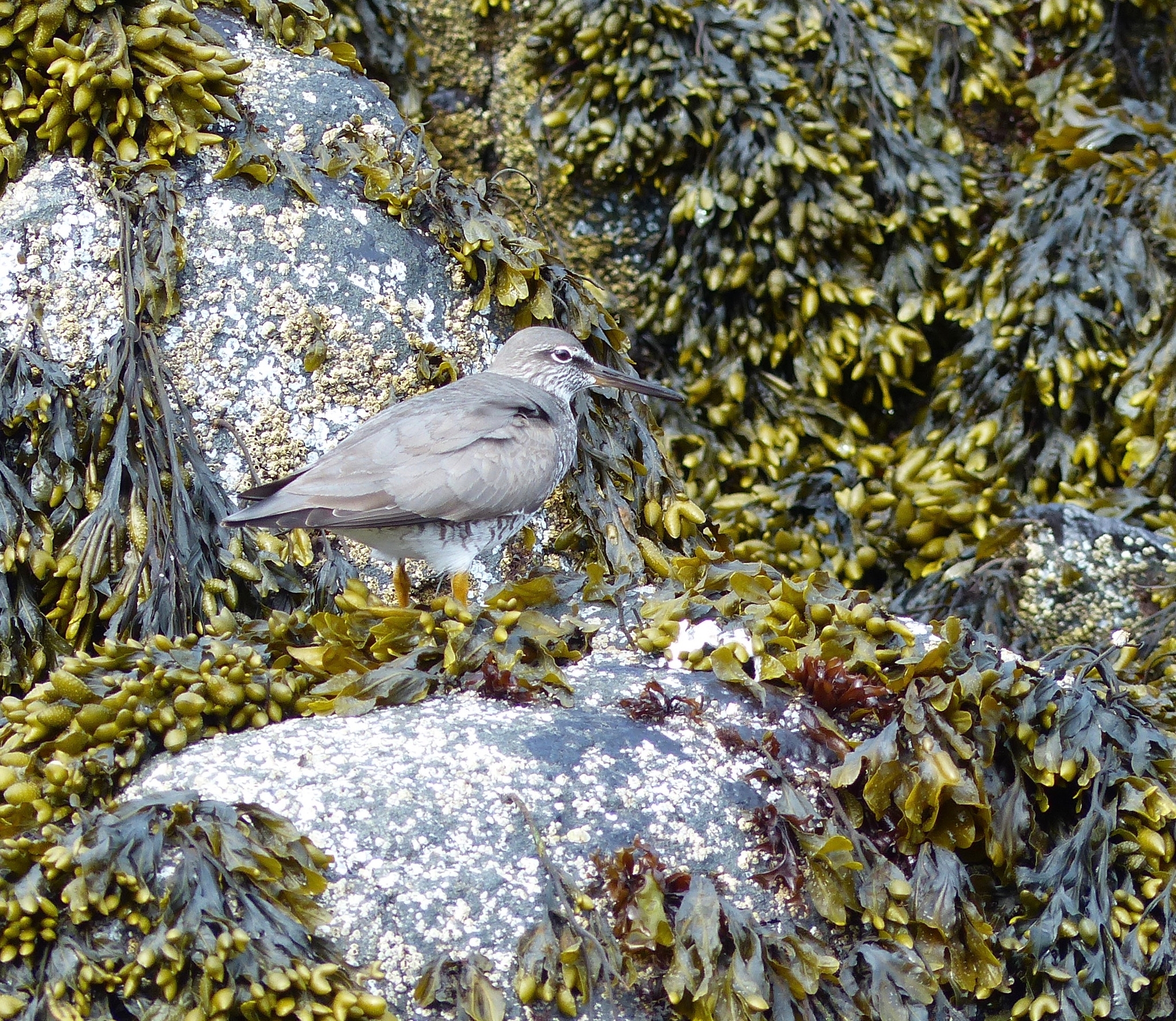 Wandering Tattler