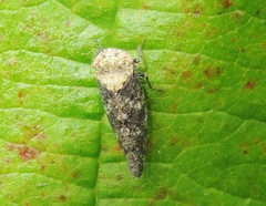 Paraphlepsius collitus