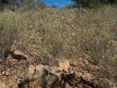 Aristida ternipes gentilis