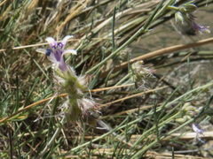 Ipomopsis multiflora