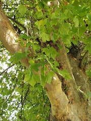 Platanus