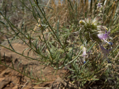 Ipomopsis multiflora