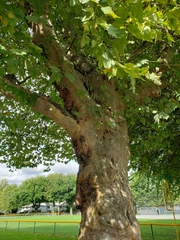 Platanus