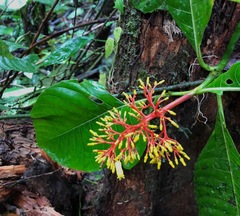 Palicourea padifolia