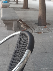 Passer domesticus