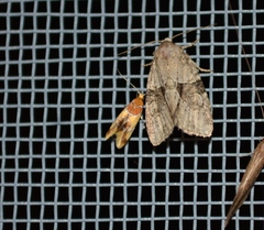 Epicallima argenticinctella